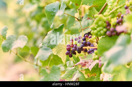 Uva nera sulla coltivazione della vite in un vigneto in inglese sul South Downs Foto Stock