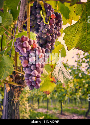 Uva nera sulla coltivazione della vite in un vigneto in inglese sul South Downs Foto Stock