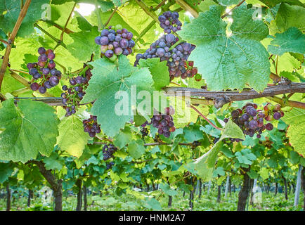 Uva nera sulla coltivazione della vite in un vigneto in inglese sul South Downs Foto Stock