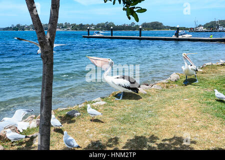 Pellicano australiano (Pelecanus conspicillatus) mangiare pesce, Greenwell Point, South Coast, Nuovo Galles del Sud, Australia Foto Stock