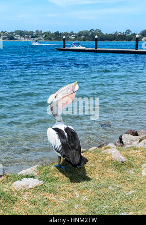 Pellicano australiano (Pelecanus conspicillatus) mangiare pesce, Greenwell Point, South Coast, Nuovo Galles del Sud, Australia Foto Stock