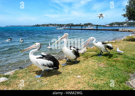 Australian pellicani (Pelecanus conspicillatus) liti, Greenwell Point, South Coast, Nuovo Galles del Sud, Australia Foto Stock