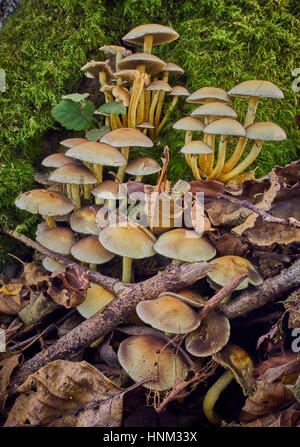 Un gruppo di toadstools crescente sul suolo della foresta Foto Stock