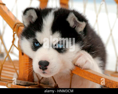 Cucciolo di cane Husky Siberian, sei settimane sdraiato in slitta, a guardare, rilassato Foto Stock