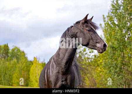 Nero stallone arabo in esecuzione sul prato, avviso Foto Stock