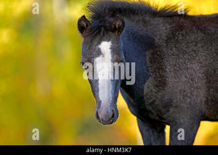 Close up ritratto di curioso nero Pony Welsh puledro , guardando. Foto Stock