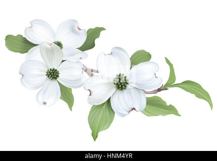 White Sanguinello (Cornus florida) fiori - Illustrazione Digitale su sfondo bianco. Foto Stock