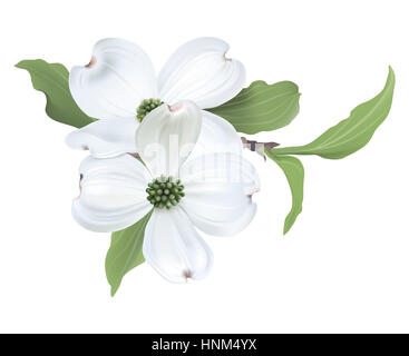 White Sanguinello (Cornus florida) fiori - Illustrazione Digitale su sfondo bianco. Foto Stock