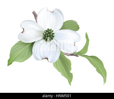 White Sanguinello (Cornus florida) fiori - Illustrazione Digitale su sfondo bianco. Foto Stock