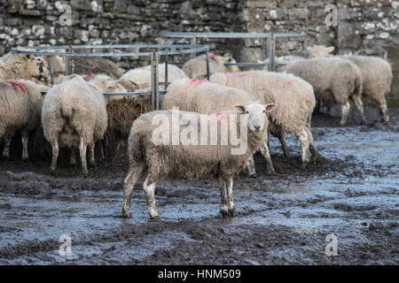 Pecore al balla rotonda alimentatore in inverno, Aysgarth, North Yorkshire Foto Stock