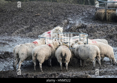 Pecore (ovini femmine) alimentazione sul silaggio da una rotoballa alimentatore in inverno, Aysgarth, North Yorkshire Foto Stock