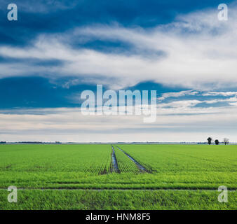 Inglese fenlands paesaggio invernale vicino Thorney, Cambridgeshire, England, Regno Unito Foto Stock