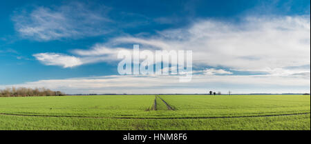 Inglese fenlands paesaggio invernale vicino Thorney, Cambridgeshire, England, Regno Unito Foto Stock