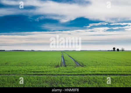 Inglese fenlands paesaggio invernale vicino Thorney, Cambridgeshire, England, Regno Unito Foto Stock