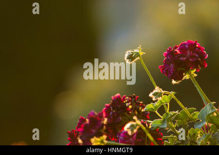 Rosso fiori dahlia retro-illuminato dal sole del pomeriggio. Foto Stock