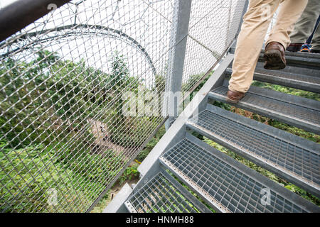 Piattaforma di avvistamento, Rainforest Biome, Eden Project. Foto Stock