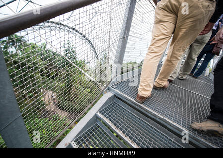 Piattaforma di avvistamento, Rainforest Biome, Eden Project. Foto Stock