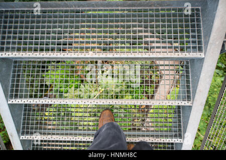 Piattaforma di avvistamento, Rainforest Biome, Eden Project. Foto Stock