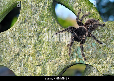 Salmone brasiliano - Rosa Bird Eating Spider (Lasiodora Parahybana) in appoggio su una lapide Foto Stock