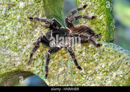 Salmone brasiliano - Rosa Bird Eating Spider (Lasiodora Parahybana) in appoggio su una lapide Foto Stock