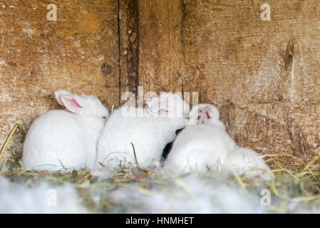 Neonato bianco coniglietti nascondere in un angolo della gabbia vecchio Foto Stock