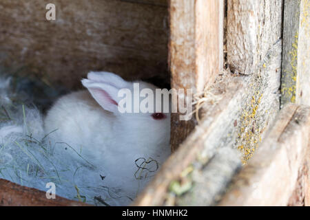 Bianco coniglietto neonato nascondere in un angolo della gabbia vecchio Foto Stock