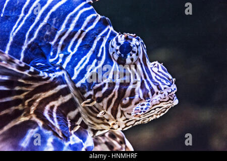 Exotic Tropical diavolo firefish o leone comune (Pterois miglia) Foto Stock