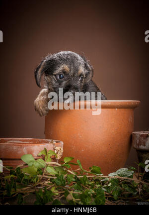 Studio ritratti di Border terrier Foto Stock