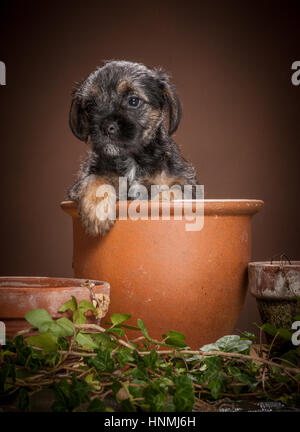 Studio ritratti di Border terrier Foto Stock