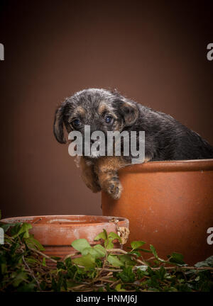 Studio ritratti di Border terrier Foto Stock