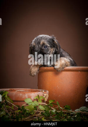 Studio ritratti di Border terrier Foto Stock