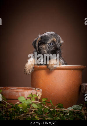 Studio ritratti di Border terrier Foto Stock