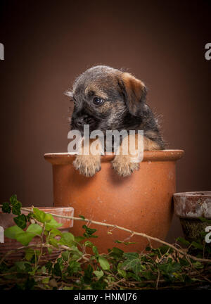 Studio ritratti di Border terrier Foto Stock