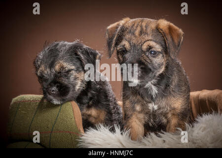Studio ritratti di Border terrier Foto Stock