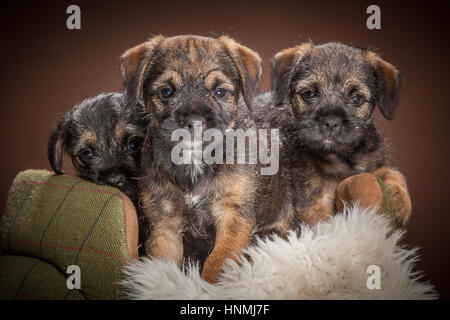 Studio ritratti di Border terrier Foto Stock
