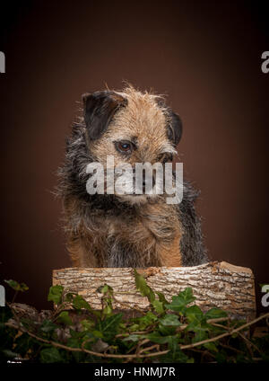 Studio ritratti di Border terrier Foto Stock