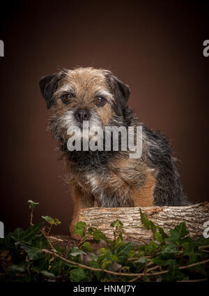 Studio ritratti di Border terrier Foto Stock