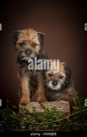 Studio ritratti di Border terrier Foto Stock
