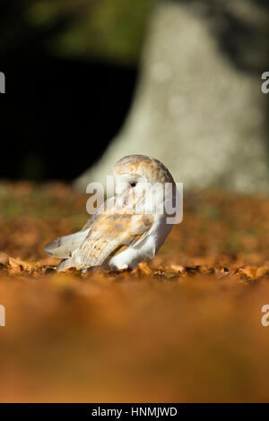 Barbagianni Tyto alba (prigioniero), femmina adulta, in appoggio tra foglie di faggio, Hawk Conservancy Trust, Hampshire, Regno Unito nel mese di novembre. Foto Stock