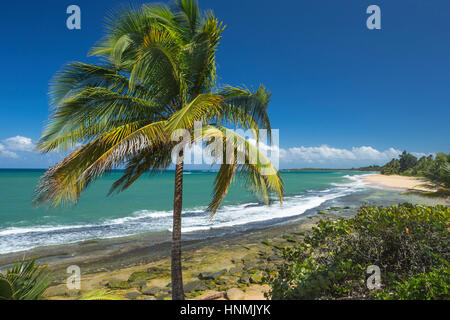 PALM TREE PLAYA PINONES BEACH LOIZA PUERTO RICO Foto Stock