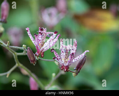 Toad Lily: Tricyrtis hirta " Taiwan Atrianne' Foto Stock