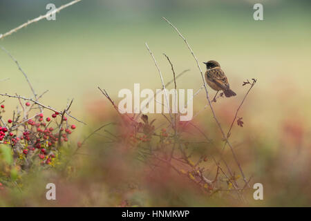 Stonechat comune Saxicola torquatus, maschio, appollaiato su biancospino, baia di sabbia, Somerset, Regno Unito nel mese di ottobre. Foto Stock