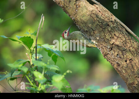 Golden-picchio oliva Colaptes rubiginosus, adulto, appollaiato sul ramo, Cerro Blanco Riserva, Guayaquil, Ecuador in aprile. Foto Stock