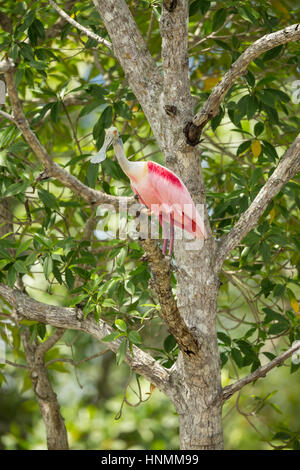 Roseate spoonbill Platalea ajaja, adulto, arroccato in albero canopy, Churute mangrovie riserva ecologica, Ecuador in aprile. Foto Stock