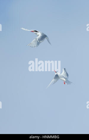 Sud Americana tern Sterna hirundinacea, due adulti in volo la visualizzazione contro il cielo blu, Sea Lion Island, Isole Falkland in dicembre. Foto Stock