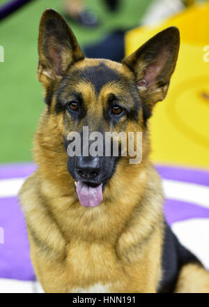 New York, Stati Uniti d'America. Xiv Feb, 2017. Un tedesco Shepard denominato 'Voce' indica con il suo gestore Kent Boyles dopo essere stato premiato Best In Show durante la 141Westminster Kennel Club Dog Show al Madison Square Garden di New York. Credito: Erik Pendzich/Alamy Live News Foto Stock