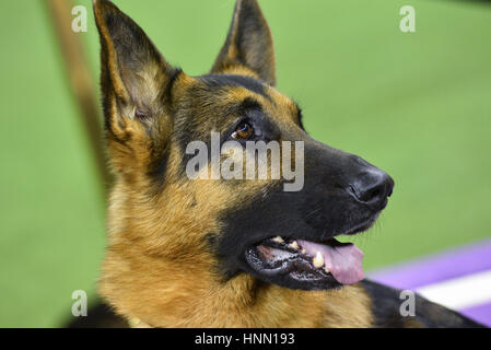 New York, Stati Uniti d'America. Xiv Feb, 2017. Un tedesco Shepard denominato 'Voce' indica con il suo gestore Kent Boyles dopo essere stato premiato Best In Show durante la 141Westminster Kennel Club Dog Show al Madison Square Garden di New York. Credito: Erik Pendzich/Alamy Live News Foto Stock