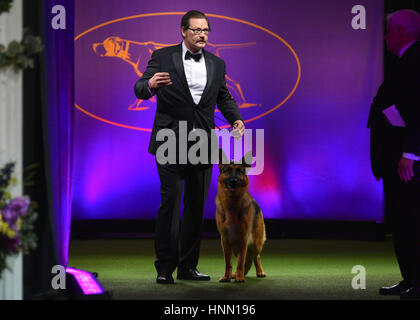 New York, Stati Uniti d'America. Xiv Feb, 2017. Handler Kent Boyles (L) e il suo tedesco Shepard denominato 'Voce' jog durante giudicare prima di essere premiato Best In Show durante la 141Westminster Kennel Club Dog Show al Madison Square Garden di New York, Credito: Erik Pendzich/Alamy Live News Foto Stock