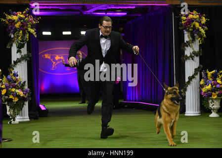 New York, Stati Uniti d'America. Xiv Feb, 2017. Handler Kent Boyles (L) e il suo tedesco Shepard denominato 'Voce' jog durante giudicare prima di essere premiato Best In Show durante la 141Westminster Kennel Club Dog Show al Madison Square Garden di New York, Credito: Erik Pendzich/Alamy Live News Foto Stock