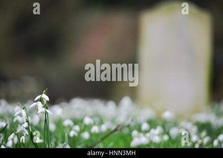 Southease, East Sussex 15 febbraio 2017. Un tappeto di bright white snowdrops nella Chiesa Southease cimitero schiarire un ottuso nuvoloso giorno nel Sussex. Credito: Peter Cripps/Alamy Live News Foto Stock